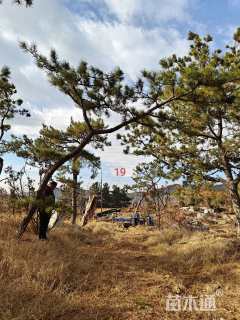 高度400厘米黑松