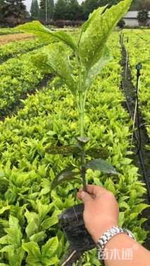 高度50厘米洒金珊瑚