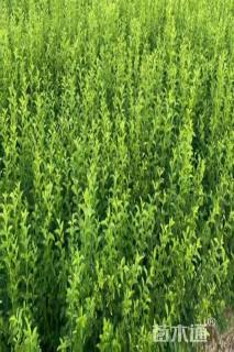 高度25厘米金禾女贞