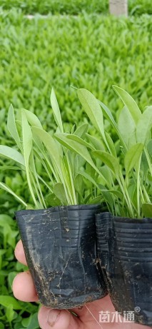 高度15厘米金鸡菊