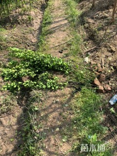 高度160厘米北海道黄杨