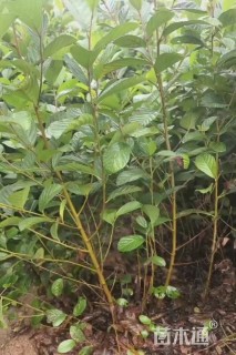 0.5公分江南桤木