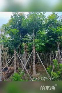 10公分桃花心木