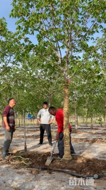 10公分红花七叶树