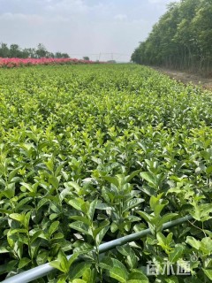 高度55厘米卫矛