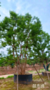 50公分(6杆)丛生乌桕