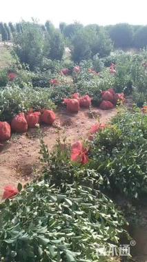 高度70厘米大叶黄杨