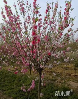 10公分撒金碧桃