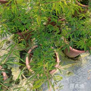 30厘米细叶合欢