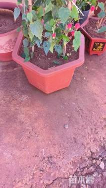 高度100厘米倒挂金钟