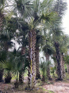 裸干高350厘米沙巴榈