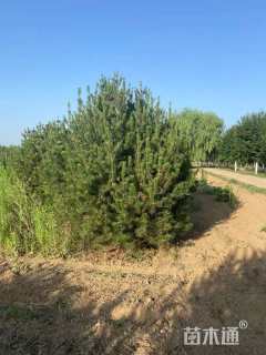 高度400厘米白皮松