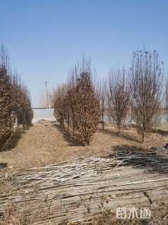 10公分欧洲鹅耳枥