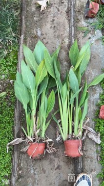 高度60厘米花叶美人蕉