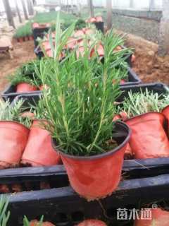 高度20厘米迷迭香