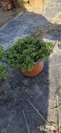 高度10厘米紫云英