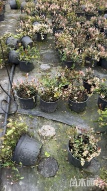 30厘米花叶络石