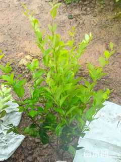 高度40厘米金森女贞