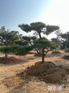 移栽苗造型罗汉松