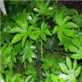 高度80厘米八角金盘