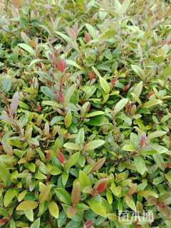 高度40厘米桃金娘