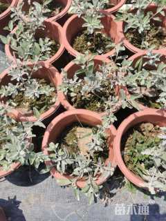 原生苗灌从石蚕