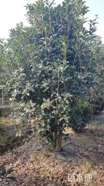 高度280厘米丛生桂花