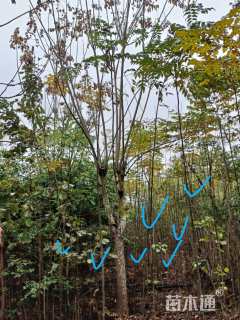 3公分复羽叶栾树