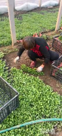 高度20厘米大滨菊