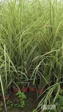 高度60厘米花叶芒