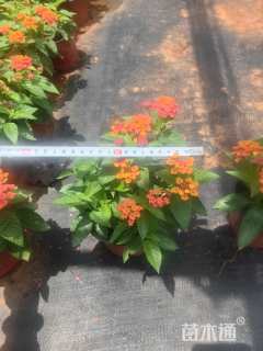 高度25厘米马缨丹