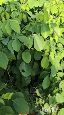 0.5公分交趾黄檀