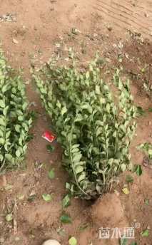 高度60厘米胶东卫矛