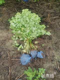 高度60厘米金叶风箱果