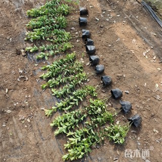 高度65厘米金冠黄杨