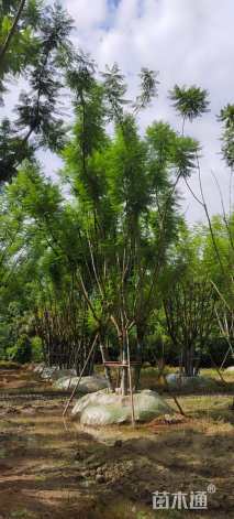 15公分(5杆)丛生蓝花楹