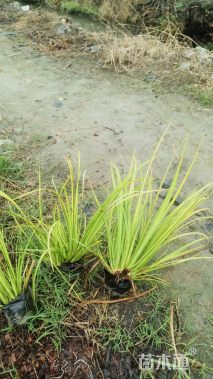 高度20厘米金叶菖蒲