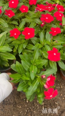 高度20厘米长春花