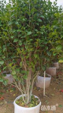 高度18厘米茶花