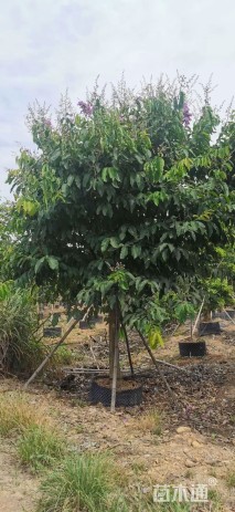 12公分大叶紫薇