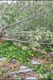 12公分日本晚樱