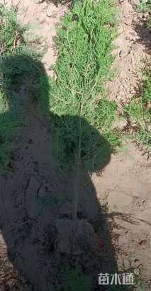 高度120厘米侧柏