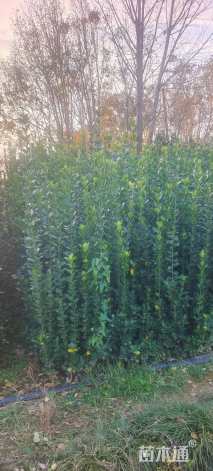 高度200厘米北海道黄杨