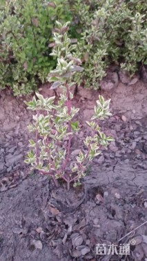 高度40厘米卫矛