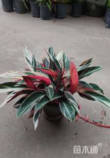 高度20厘米七彩竹芋