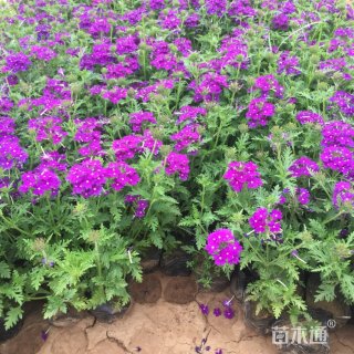 高度30厘米细叶美女樱