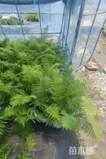 高度30厘米荚果蕨