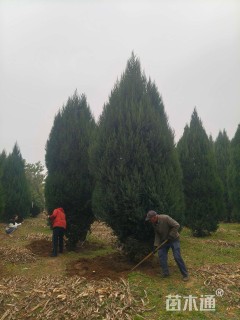 高度600厘米桧柏