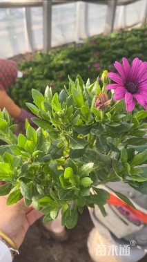 高度25厘米南非万寿菊