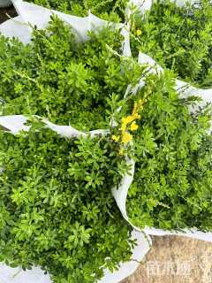 高度30厘米金雀花